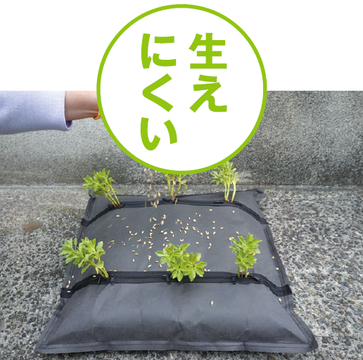 常緑キリンソウ袋方式販売：常緑キリンソウ販売：常緑キリンソウ専門会社の緑化計画研究所：屋上緑化革命：屋上緑化システムに雑草が生えにくい
