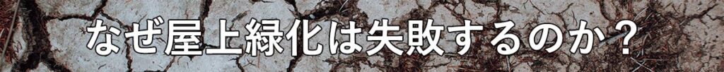 常緑キリンソウ袋方式販売：常緑キリンソウ販売：常緑キリンソウ専門会社の緑化計画研究所が屋上緑化の失敗原因を教えます