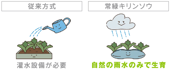 常緑キリンソウ袋方式販売：常緑キリンソウ販売：常緑キリンソウ専門会社の緑化計画研究所：屋上緑化革命：常緑キリンソウ袋方式