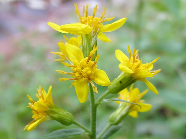 アキノキリンソウ（秋の麒麟草）は、キク科アキノキリンソウ属の多年草　花が咲いている写真近景