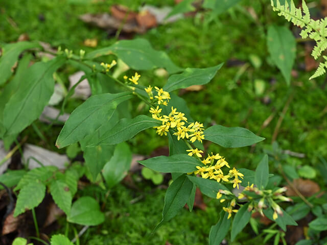 アキノキリンソウ（秋の麒麟草）は、キク科アキノキリンソウ属の多年草　花が咲いている写真遠景