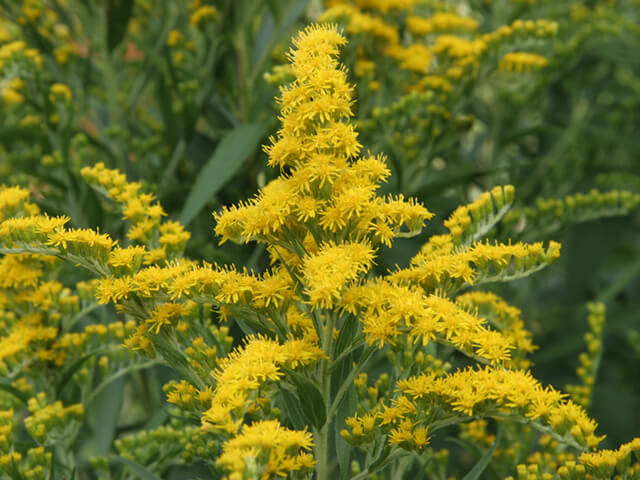 セイタカアワダチソウ（背高泡立草）は、キク科アキノキリンソウ属の多年草です。花が咲いている写真近景