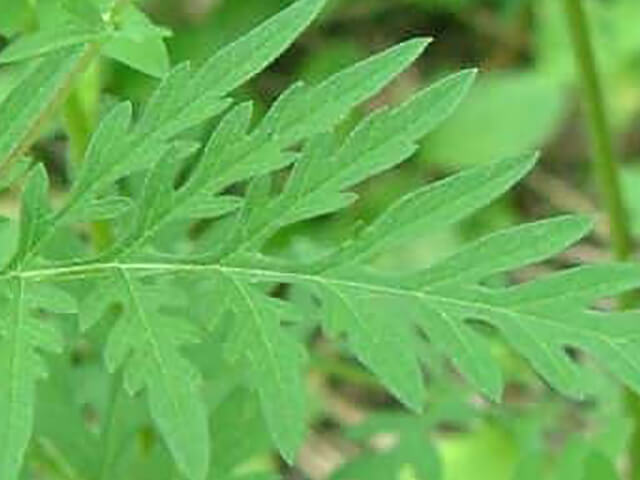 ブタクサ（豚草）は、キク科ブタクサ属の一年草です。ブタクサの葉をアップにした写真