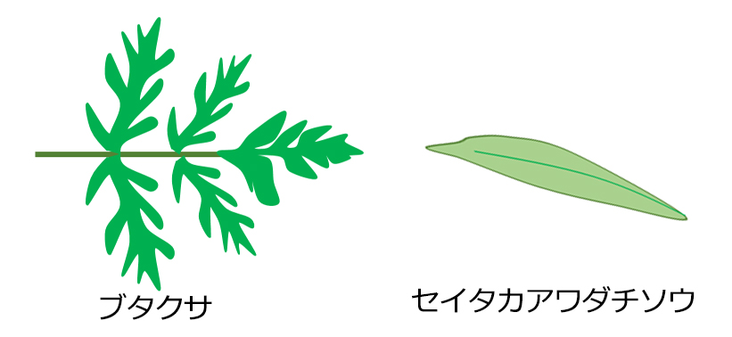 イラストで葉の形を比較　ブタクサの葉は、ギザギザで、よもぎの葉のような形です。セイタカアワダチソウの葉の形は、笹の葉のようなスッとした細長い流線型です。
