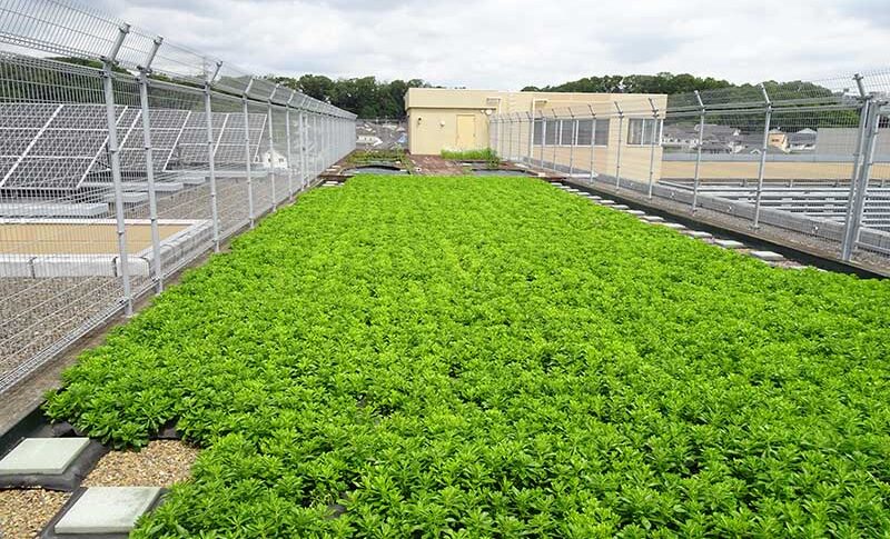 常緑キリンソウ　魔法の植物水害を防ぐ　鳥取フジタ　ガイアの夜明け【自然災害に立ち向かう！～大地震・豪雨… 命を守る最前線～】9月1日