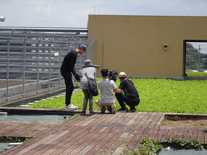 常緑キリンソウ　魔法の植物水害を防ぐ　鳥取フジタ　ガイアの夜明け【自然災害に立ち向かう！～大地震・豪雨… 命を守る最前線～】9月1日