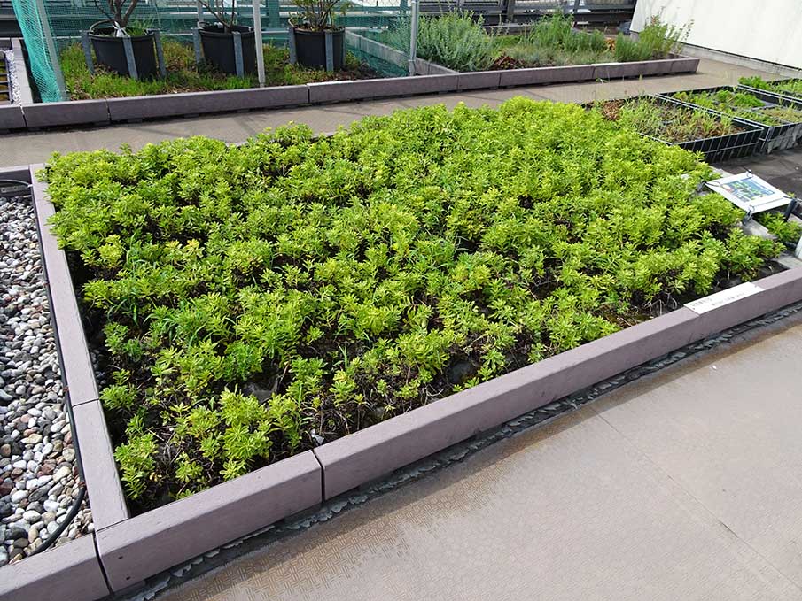 台東区庁舎屋上に設置された常緑キリンソウ袋方式の見本園。2013年以降、無灌水条件で継続展示されている様子。