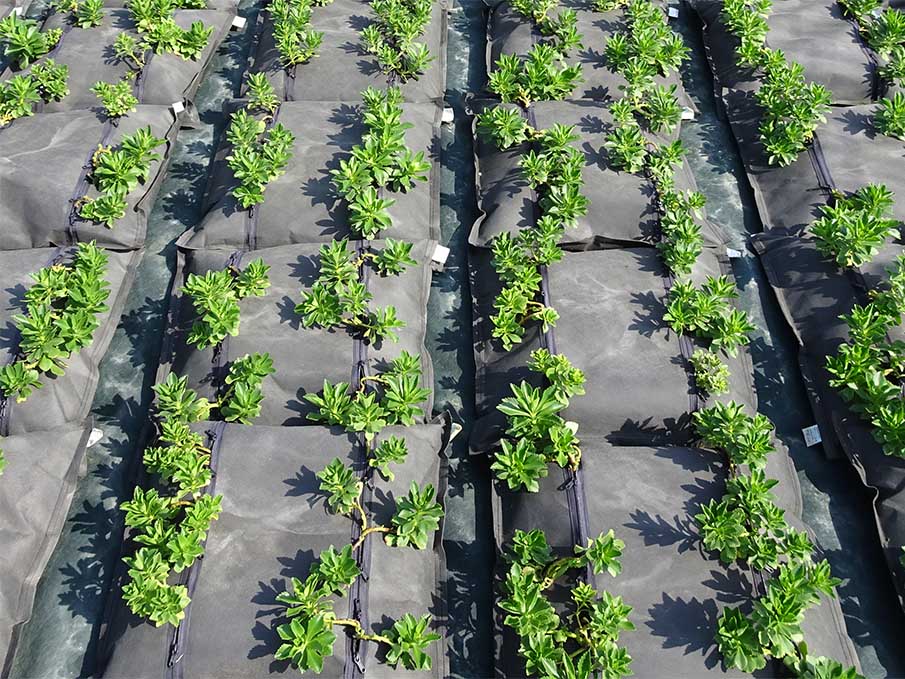 不織布で土壌を包んだ常緑キリンソウ袋方式の屋上緑化。土壌表面が露出していない構造。