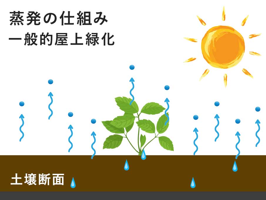 一般的な屋上緑化における土壌断面図。土壌表面が外気に露出し、日射や風の影響によって水分が蒸発しやすい状態を示す模式図。