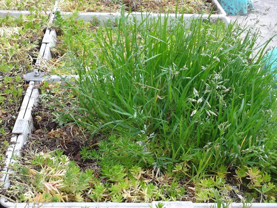 トレー式屋上緑化における連続した土壌空間と雑草の生育状況。