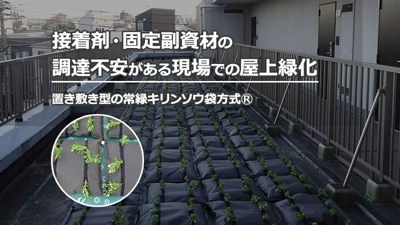常緑キリンソウ袋方式を屋上に平置きして設置している屋上緑化の施工状況