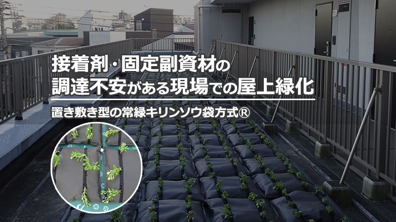 常緑キリンソウ袋方式を屋上に平置きして設置している屋上緑化の施工状況