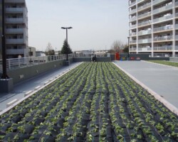 松原団地 常緑キリンソウ袋方式販売緑化計画研究所屋上緑化施工事例