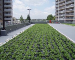 松原団地 常緑キリンソウ袋方式販売緑化計画研究所屋上緑化施工事例