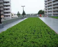 松原団地 常緑キリンソウ袋方式販売緑化計画研究所屋上緑化施工事例