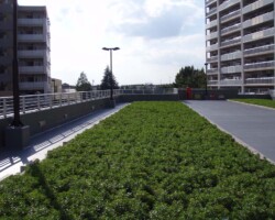 松原団地 常緑キリンソウ袋方式販売緑化計画研究所屋上緑化施工事例