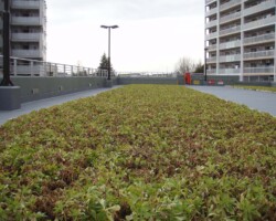 松原団地 常緑キリンソウ袋方式販売緑化計画研究所屋上緑化施工事例
