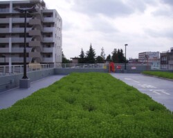 松原団地 常緑キリンソウ袋方式販売緑化計画研究所屋上緑化施工事例