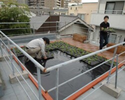 平塚2丁目町会 常緑キリンソウ袋方式販売緑化計画研究所屋上緑化施工事例