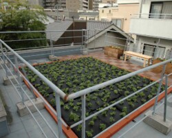 平塚2丁目町会 常緑キリンソウ袋方式販売緑化計画研究所屋上緑化施工事例