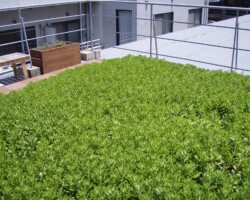 平塚2丁目町会 常緑キリンソウ袋方式販売緑化計画研究所屋上緑化施工事例