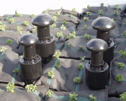 公務員宿舎 常緑キリンソウ袋方式販売緑化計画研究所屋上緑化施工事例