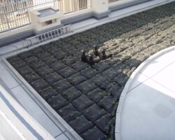 公務員宿舎 常緑キリンソウ袋方式販売緑化計画研究所屋上緑化施工事例