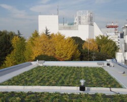 大森マンション 常緑キリンソウ袋方式販売緑化計画研究所屋上緑化施工事例