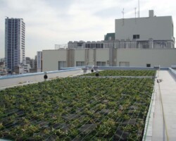 大森マンション 常緑キリンソウ袋方式販売緑化計画研究所屋上緑化施工事例