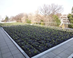 子ども中高生プラザ 常緑キリンソウ袋方式販売緑化計画研究所屋上緑化施工事例