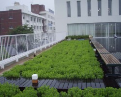 日本医療科学大学 常緑キリンソウ袋方式販売緑化計画研究所屋上緑化施工事例