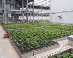新宿高層ビル 常緑キリンソウ袋方式販売緑化計画研究所屋上緑化施工事例