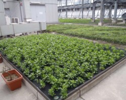 新宿高層ビル 常緑キリンソウ袋方式販売緑化計画研究所屋上緑化施工事例
