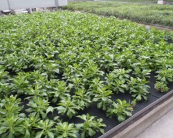 新宿高層ビル 常緑キリンソウ袋方式販売緑化計画研究所施工屋上緑化事例