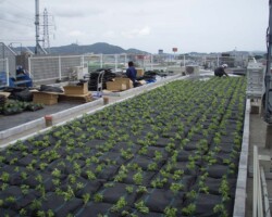 秦野市事務所ビル 常緑キリンソウ袋方式販売緑化計画研究所屋上緑化施工事例