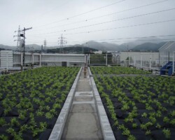 秦野市事務所ビル 常緑キリンソウ袋方式販売緑化計画研究所屋上緑化施工事例