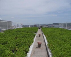 秦野市事務所ビル 常緑キリンソウ袋方式販売緑化計画研究所屋上緑化施工事例