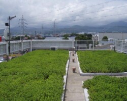 秦野市事務所ビル 常緑キリンソウ袋方式販売緑化計画研究所屋上緑化施工事例