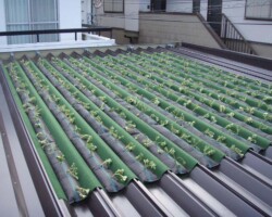 区の施設 常緑キリンソウ袋方式販売緑化計画研究所折板屋根緑化施工事例