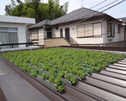 区の施設 常緑キリンソウ袋方式販売緑化計画研究所折板屋根緑化施工事例
