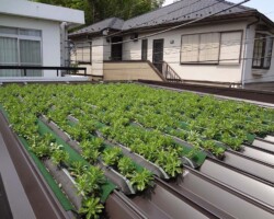 区の施設 常緑キリンソウ袋方式販売緑化計画研究所折板屋根緑化施工事例