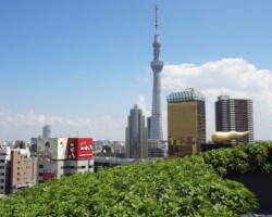 浅草文化観光センター 常緑キリンソウ袋方式販売緑化計画研究所屋根緑化施工事例