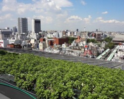 浅草文化観光センター 常緑キリンソウ袋方式販売緑化計画研究所屋根緑化施工事例