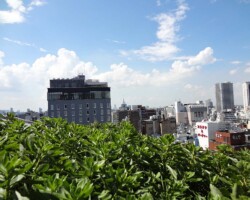 浅草文化観光センター 常緑キリンソウ袋方式販売緑化計画研究所屋根緑化施工事例