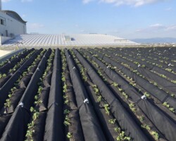清掃工場 常緑キリンソウ袋方式販売緑化計画研究所折板屋根緑化施工事例