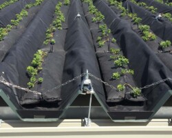 清掃工場 常緑キリンソウ袋方式販売緑化計画研究所折板屋根緑化施工事例