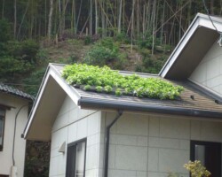 個人邸 常緑キリンソウ袋方式販売緑化計画研究所屋根緑化施工事例