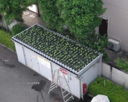 事務所機械室 常緑キリンソウ袋方式販売緑化計画研究所折板屋根緑化施工事例