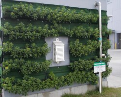 事務所 常緑キリンソウ袋方式販売緑化計画研究所壁面緑化施工事例