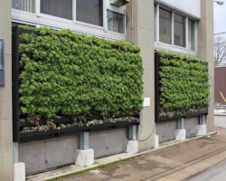 事務所壁面 常緑キリンソウ袋方式販売緑化計画研究所壁面緑化施工事例